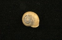 藏品(扁蝸牛)的圖片